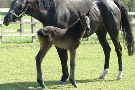 2015 filly by Rip Van Winkle